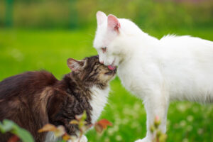 When introducing cats to each other, clicker training helps boost positive associations between them. © Can Stock Photo/DragoNika