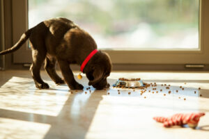 puppy eating resource guarding