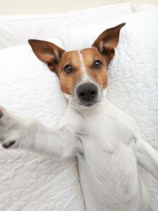 relaxed dog lying on back