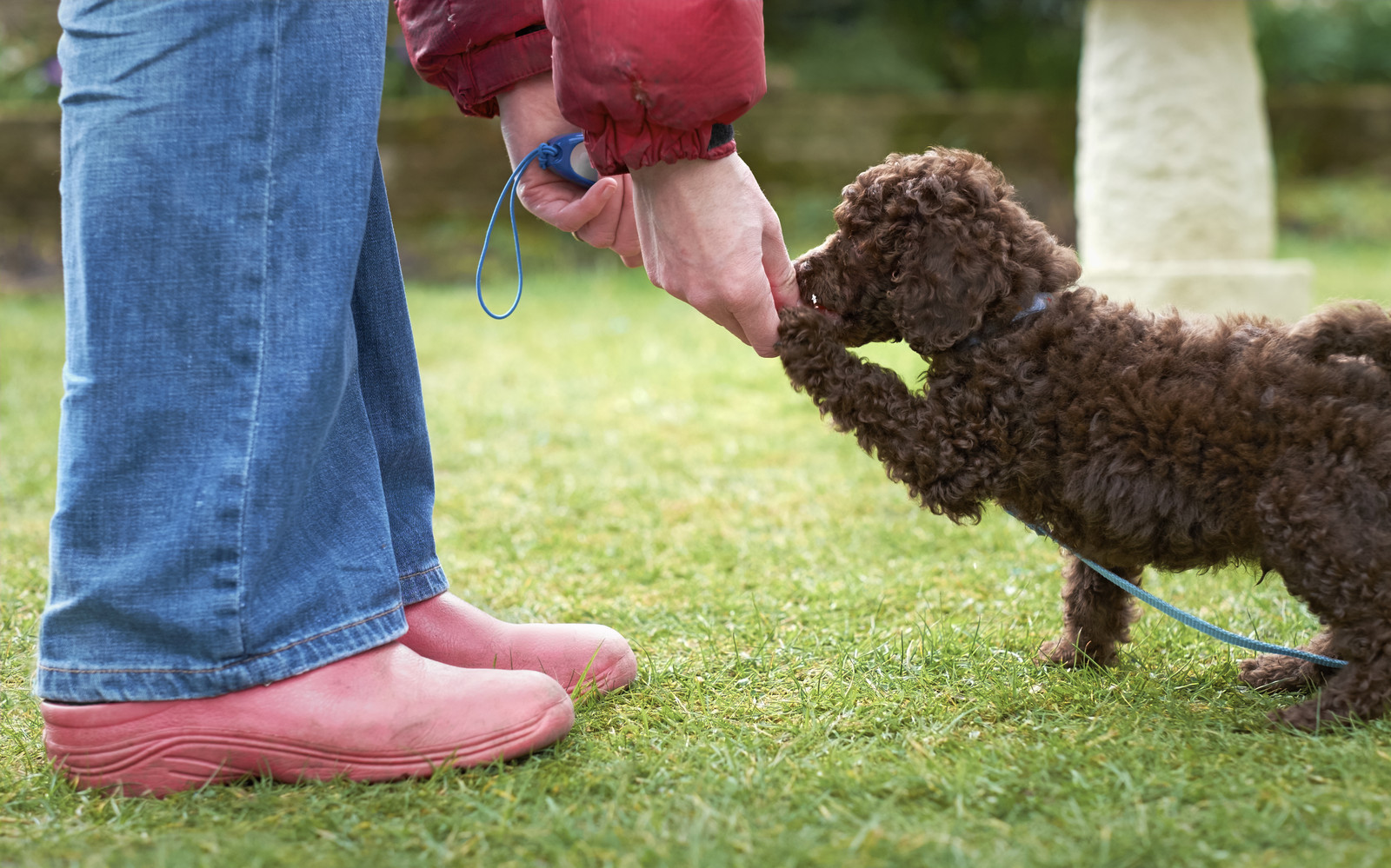 Dog giving trainer a paw