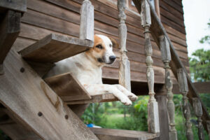 Sometimes dogs are content just to watch the world go by © Can Stock Photo