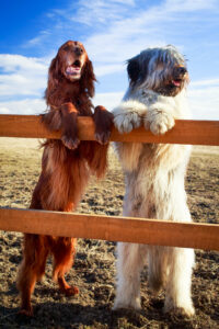 two dogs standing