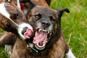 dogs playing