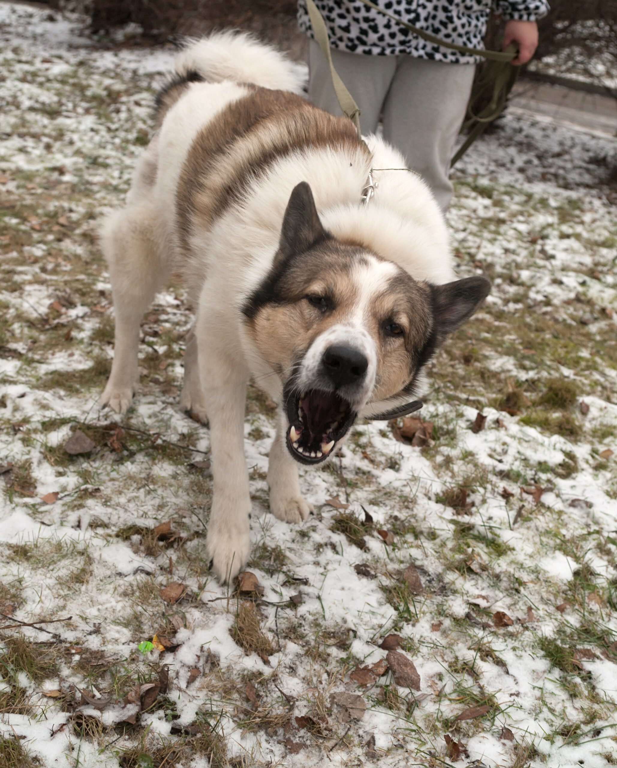 leash reactive dog barking