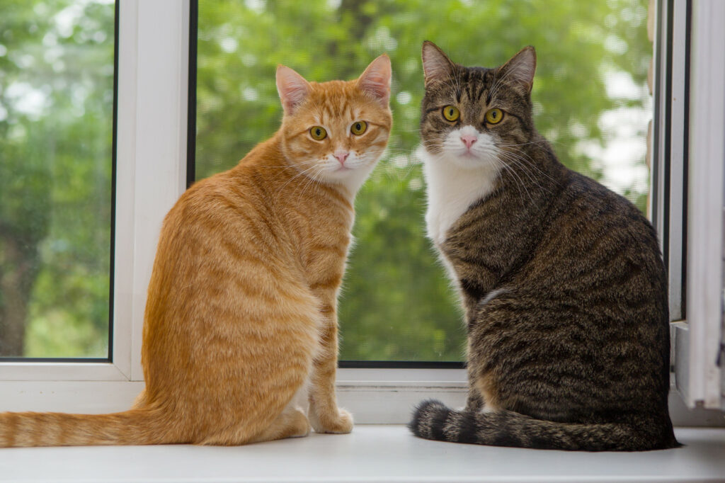 Indoor cats can still enjoy fully enriched lives. Photo © Can Stock Photo