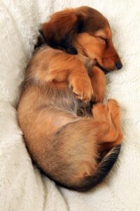 Dachshund puppy sleeping
