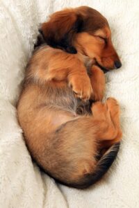 puppy sleeping zen