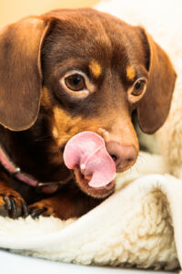 Brown puppy licking wool rug
