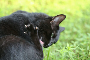 Excessive licking or grooming may be one of several indications of chronic pain in cats. Photo (c) Can Stock Photo