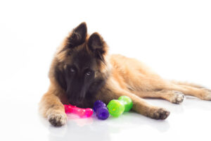 dog resource guarding toy
