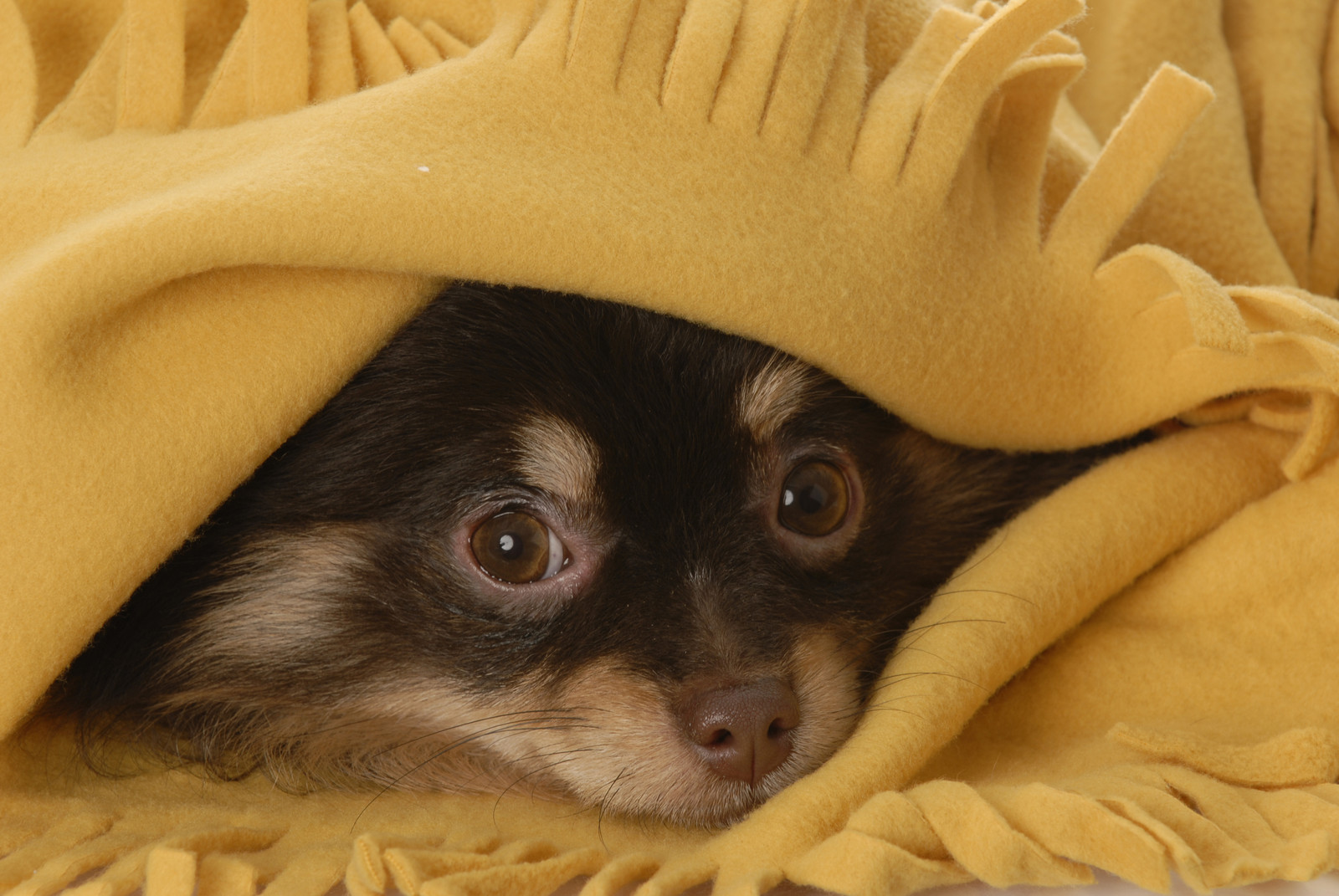 Small dog hiding under bedclothes
