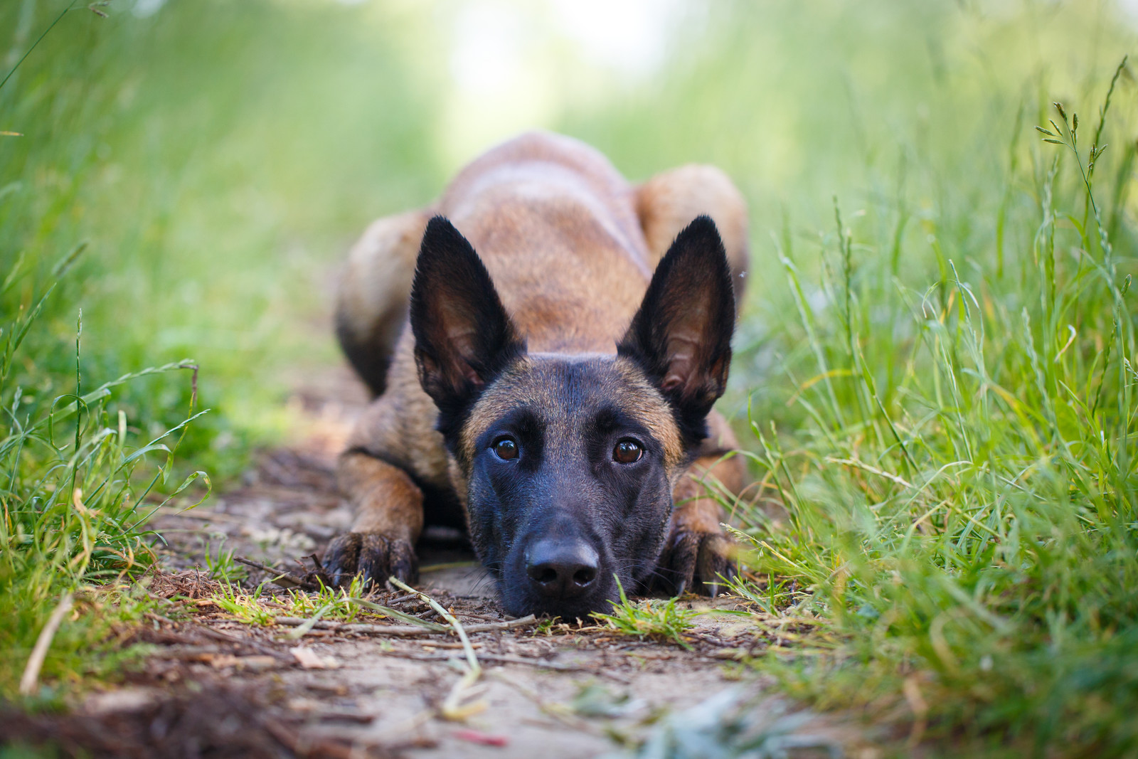 Sad German shepherd dog lying down