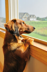 dog separation anxiety staring out window