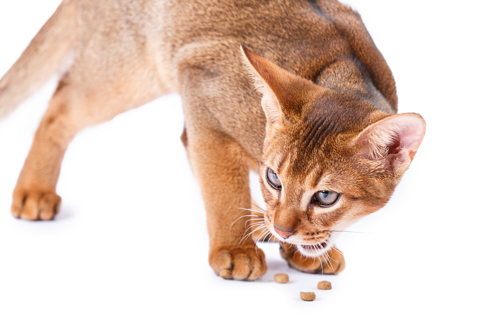 Feline Purring Comfort Behavior Instinct preview