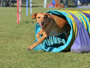 dog agility tunnel