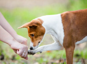 A working dog without a job can provide challenges for owners Photo © CanStock Photo
