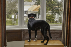 dog anxious home alone