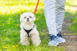 Counterconditioning and desensitizing dogs when on leash also has neurological benefits © Can Stock Photo/Amaviael
