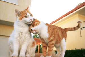 Two ginger and white cats rubbing together