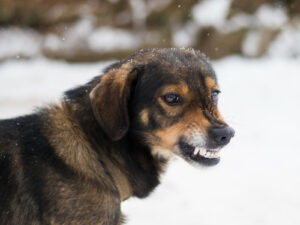 dog baring teeth