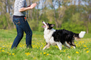 dog training body language