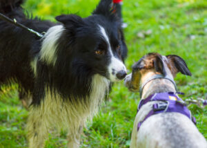 In leash reactivity, the variable that can be controlled the most is the human’s behavior; once that is the focus all other areas become easier and stress is reduced. Photo: (c) Can Stock Photo