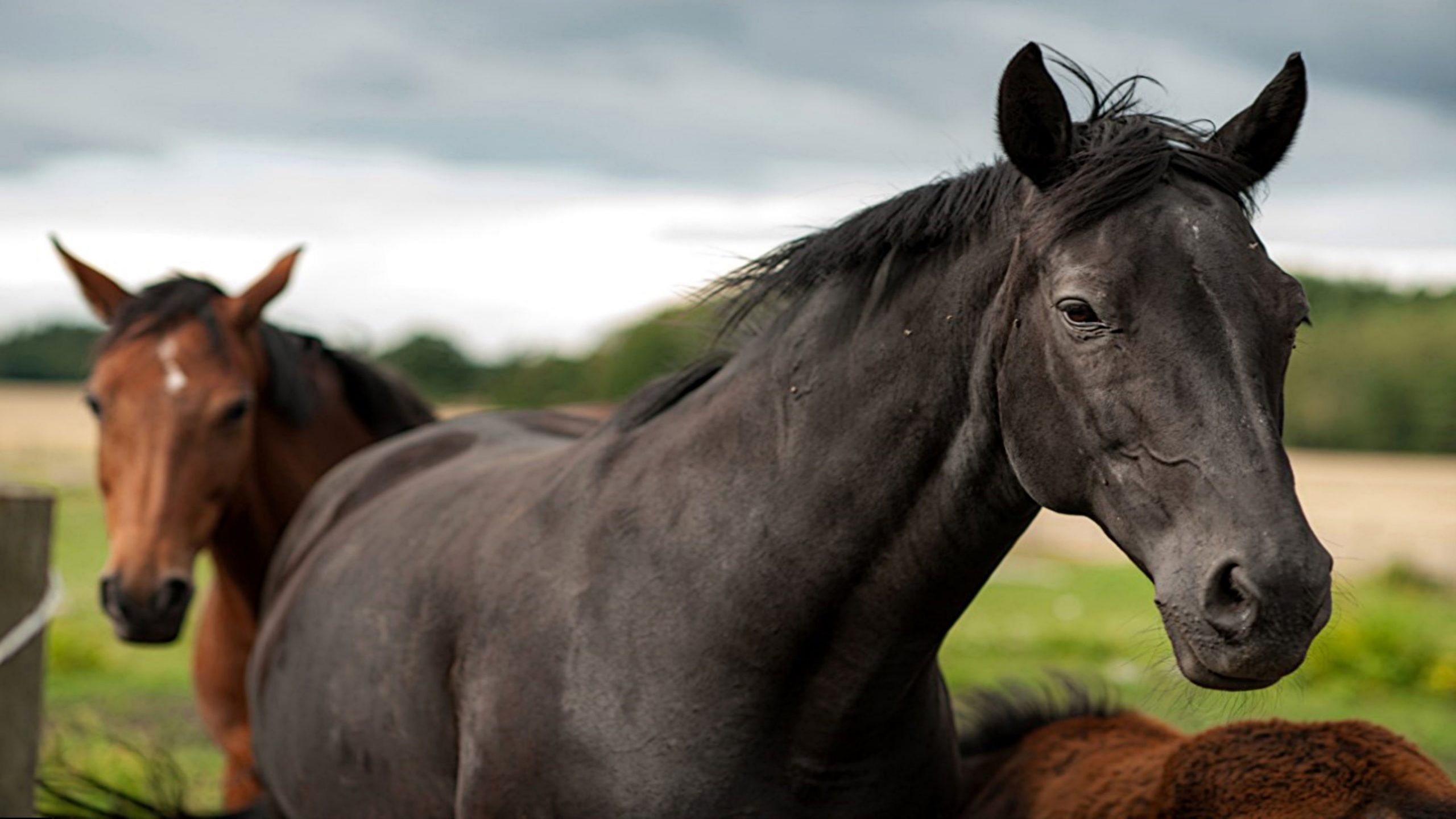 Two horse friends standing in field