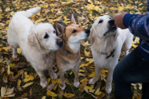 Three dogs training