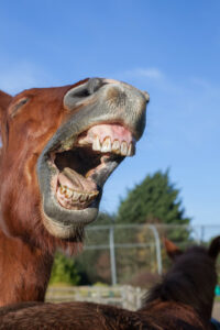 horse neighing showing teeth