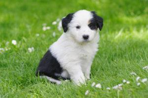 Black and white puppy sitting in garden