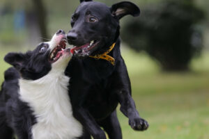 dog shelter playgroups