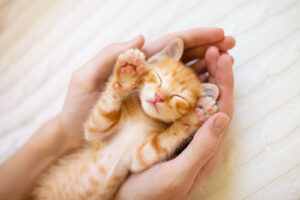 Ginger kitten