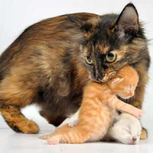 Mother cats can be fiercely protective of their offspring. Picture © CanStock Photo.