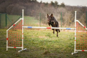 dog agility jump pole