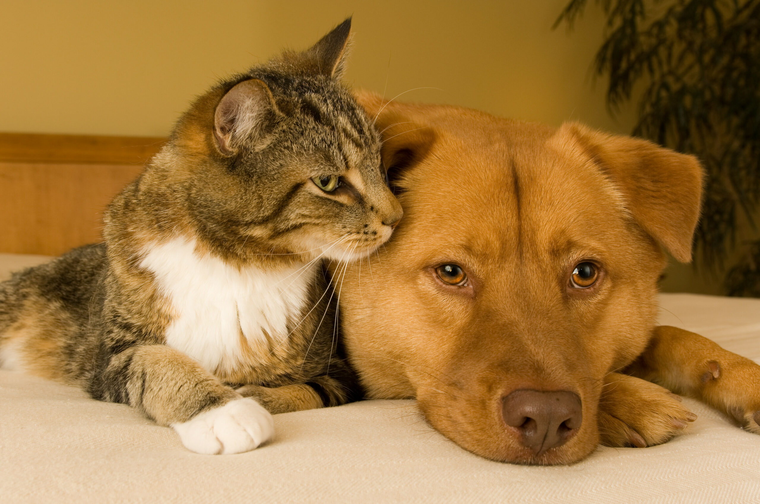 Tabby cat snuggling with brown dog