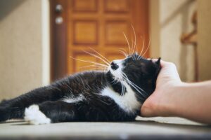 cat being petted by human