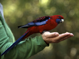 parrot feeding from hand