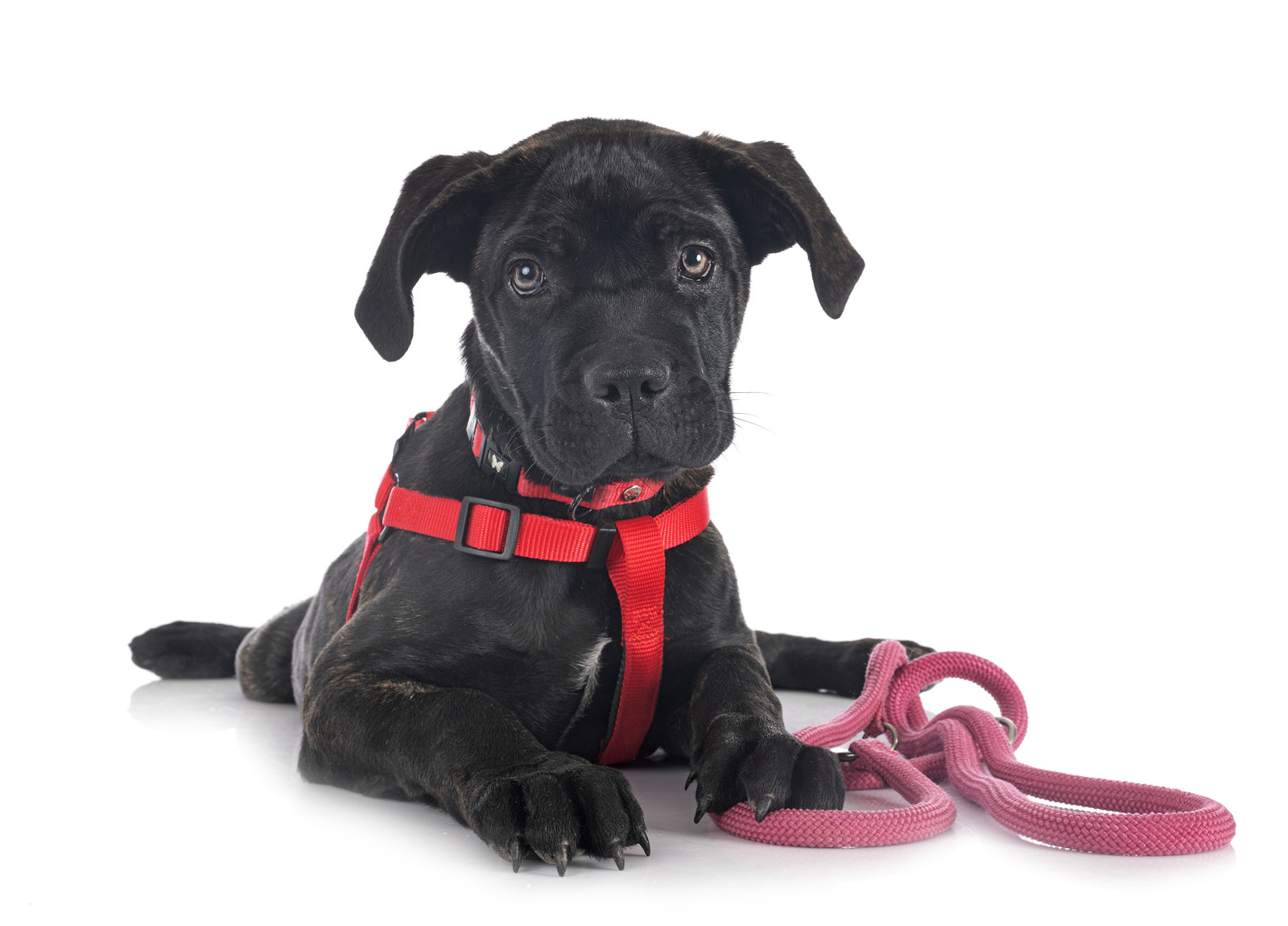Black puppy lying down wearing red harness