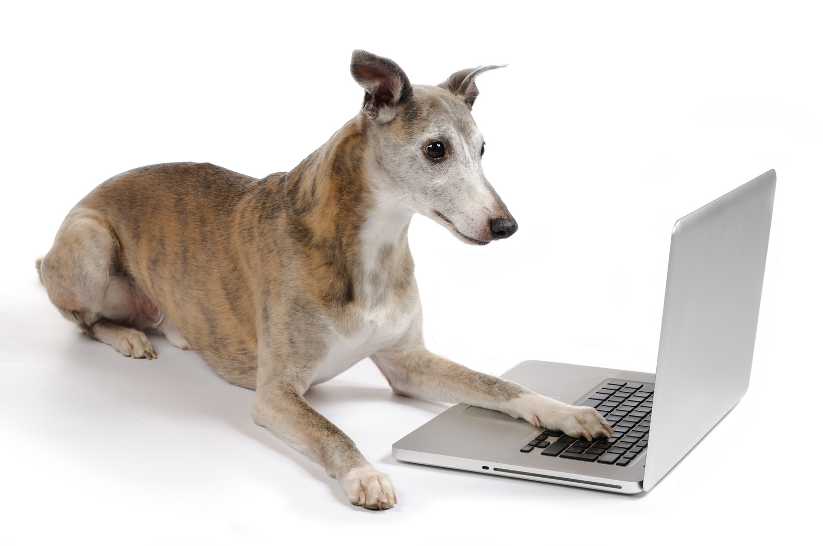Greyhound looking at laptop