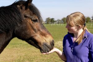 Horse touch targeting lady's hand