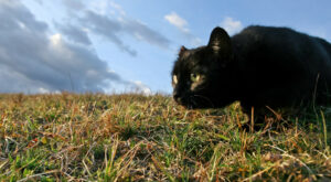 Watching and planning are important aspects of hunting, and owners can incorporate these stages into play sessions for a more realistic, satisfying experience  for their cat. © Can Stock Photo Inc./FotoFoto