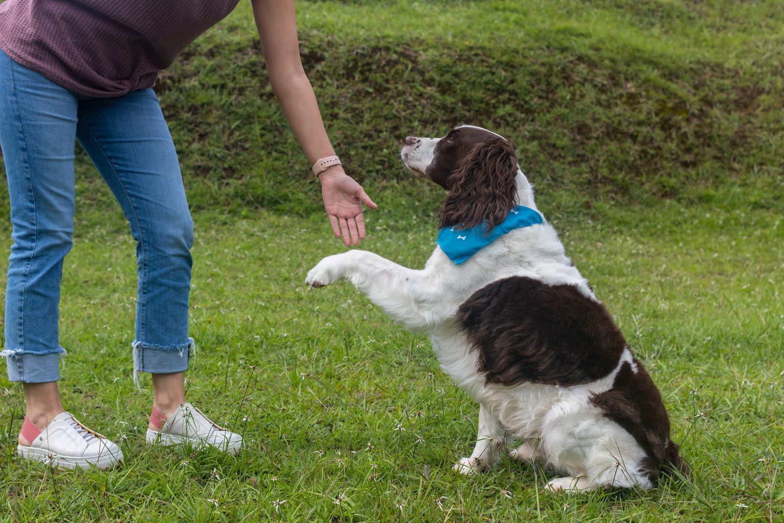 Spaniel giving trainer his paw