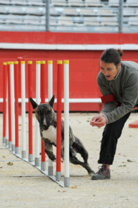 dog agility weave poles