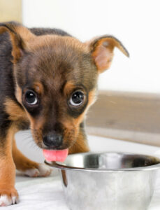 dog guarding food