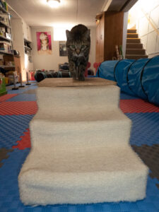 Agility cat on a table about to walk down steps.