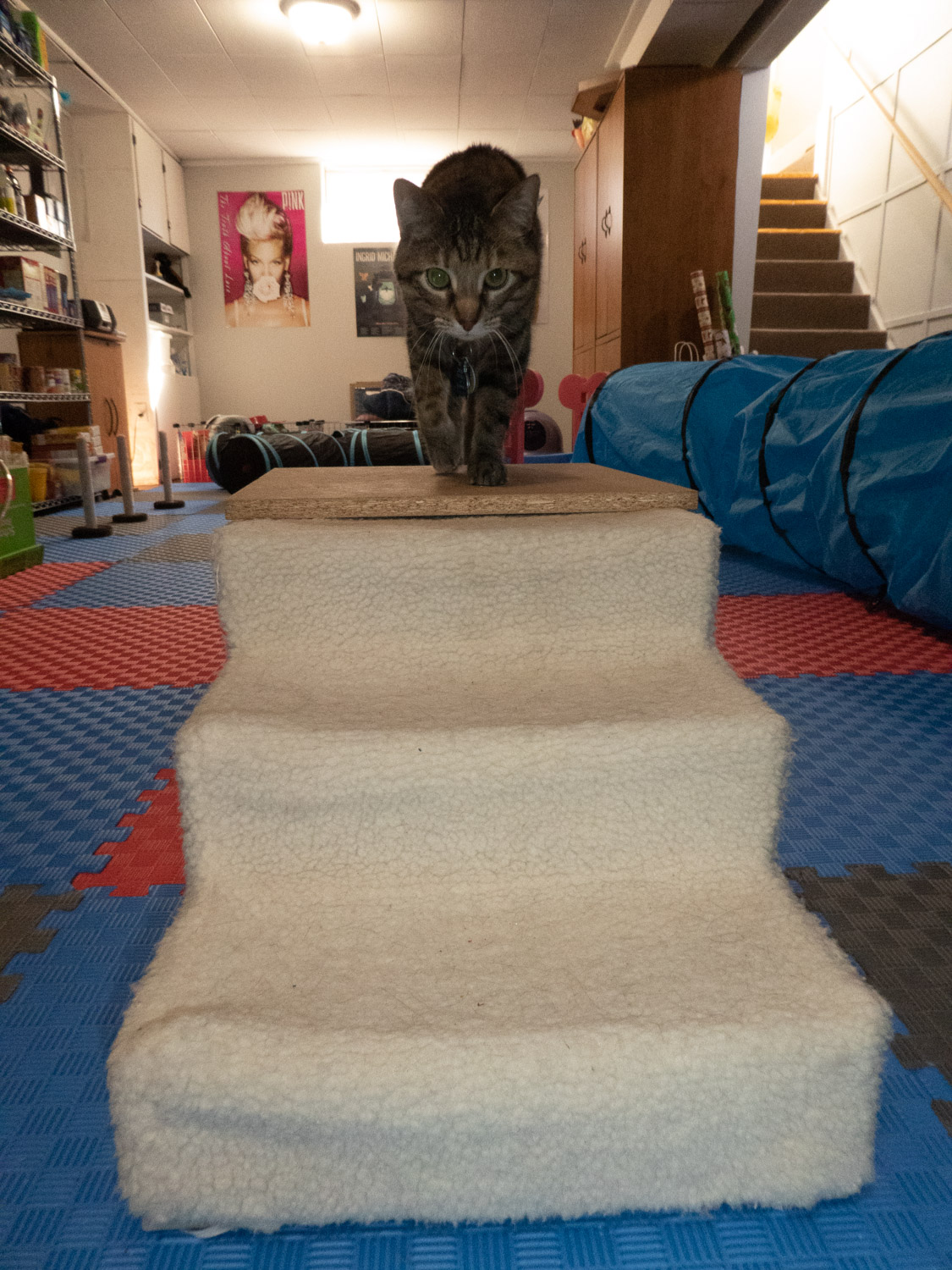 Agility for Cats!? A Cat Behavior Consultant Answers What, Why and How ...