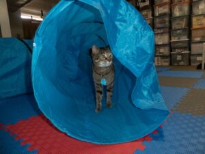 Tiger cat in an agility tunnel.