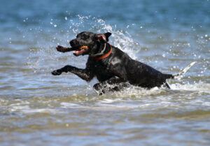 Teenager at the Dog Park