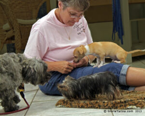 Socializing puppies!