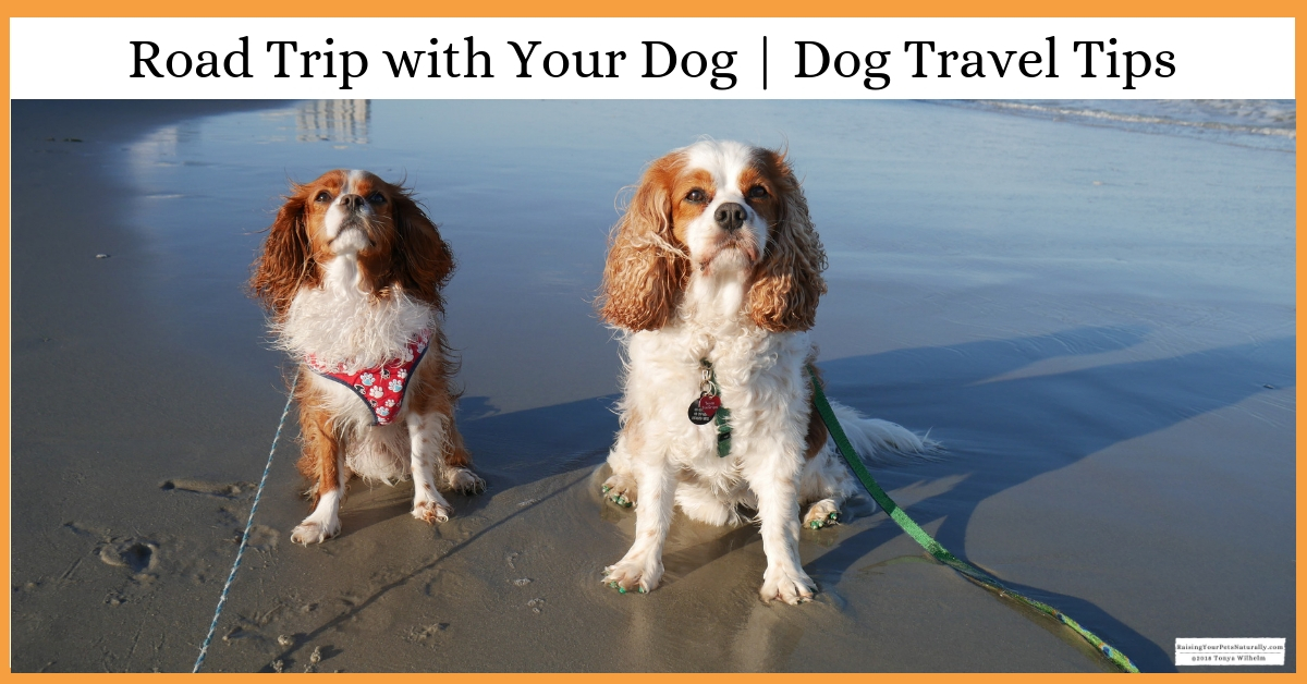 Dog-friendly vacations and traveling tips.